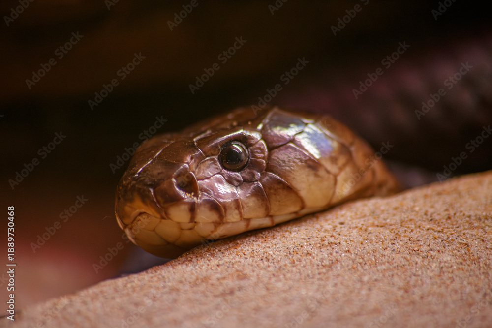 Fototapeta premium Primer plano de cabeza de serpiente de color marrón sobre arena