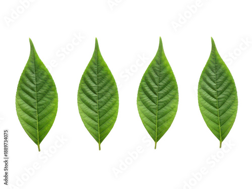 Set of four fresh green leaves with detailed veins and smooth edges isolated on transparent background
