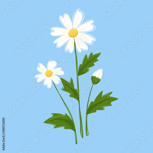 Beautiful daisy flowers with leaves and bud on blue background, Hand -drawn vector design.