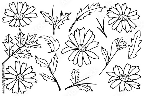 Daisy flowers set collection with leaf, petal and stalk outline collection.