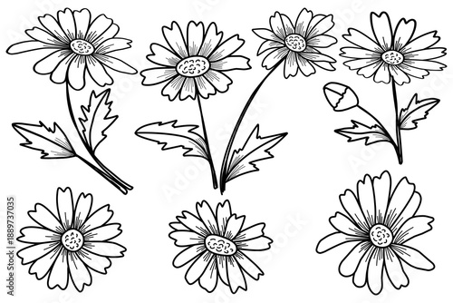 Hand-Drawn Daisy Flower Sketches Collection, Rearrange Floral Botanical Vector Isolated on White.