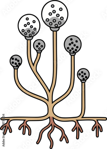 Vector illustration of a mold fungus structure, specifically resembling Rhizopus or common bread mold. The diagram shows root-like rhizoids, vertical stalks, and spherical sporangia filled with spores