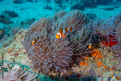 Clownfish and Sea Anemone in the underwater world of Neil island, Andaman, India