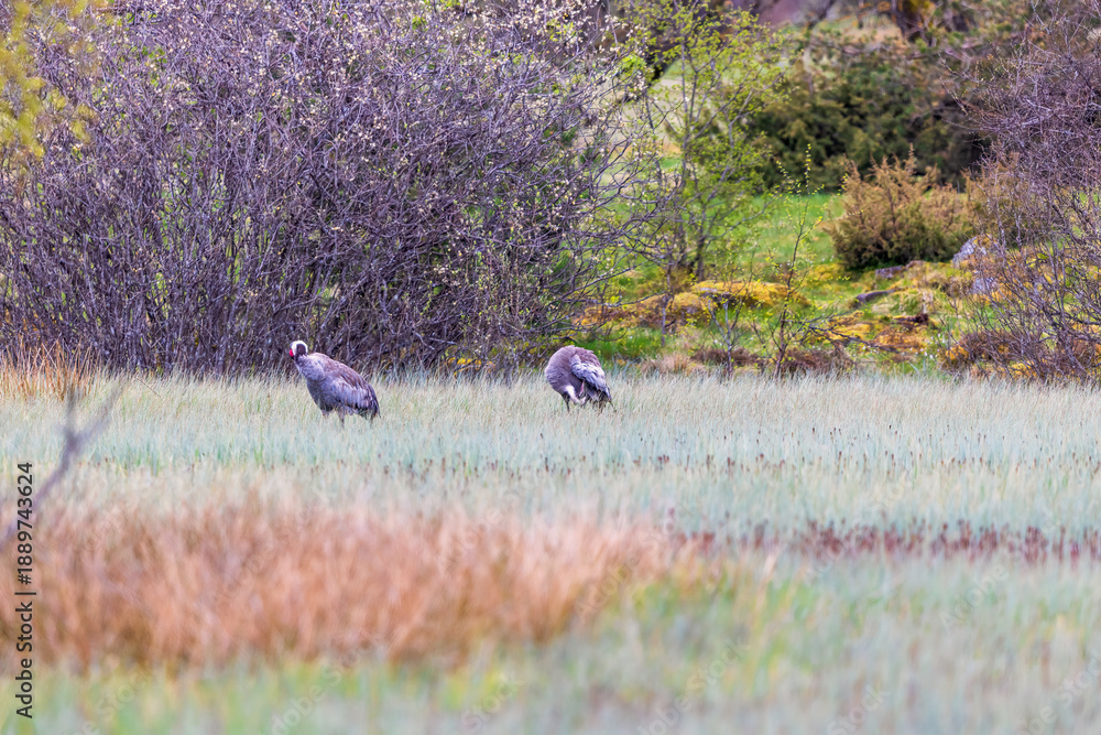 Fototapeta premium Cranes walking in a swamp in the wilderness