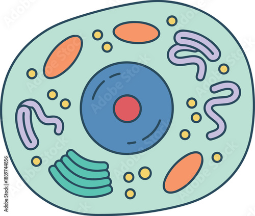 The educational diagram displays various organelles including a central blue nucleus with a red nucleolus, orange mitochondria, purple endoplasmic reticulum, and green Golgi apparatus floating in ligh