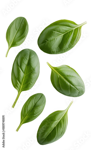 Fresh green basil leaves herb isolated on a transparent background