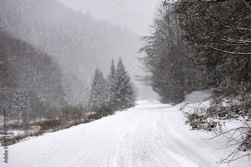 A beautiful shot of a road leading through snowy trees
