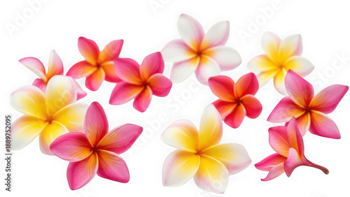 Vibrant plumeria flowers isolated on transparent background