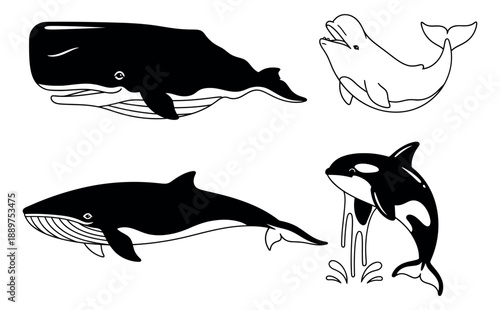 Simple line art whale set featuring a sperm whale, humpback whale, orca, and beluga whale for ocean themes