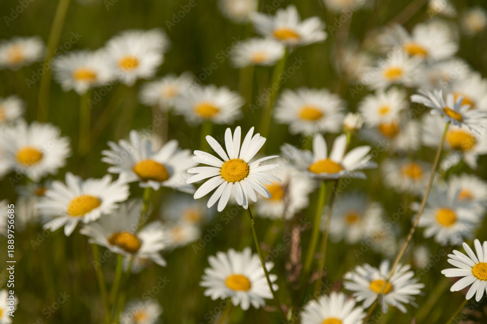 Fototapeta premium Chamomile tea. Romiashka in nature. Blooming chamomile field in summer