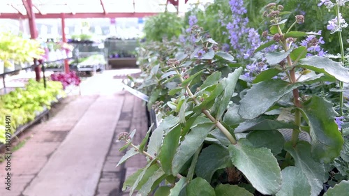 Close up flowering plants with purple blooms inside greenhouse walkway