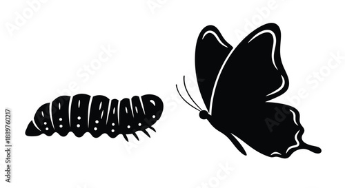 Butterfly metamorphosis stages shown in a striking black silhouette