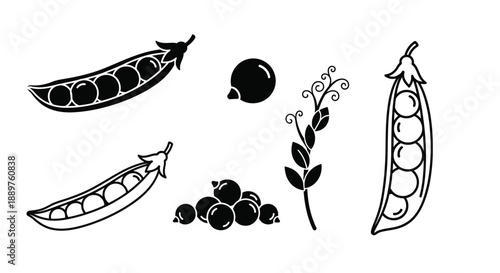 Black and white illustration of peas blueberries and foliage silhouette