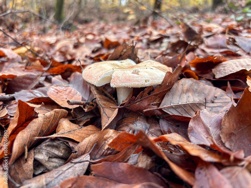 Side view of Russula mushroom in leaf litter