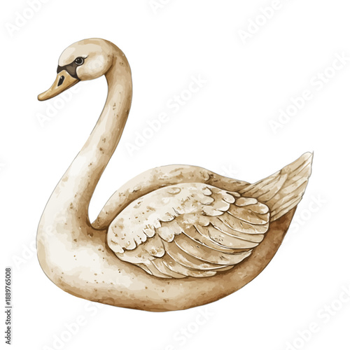 Vintage watercolor white swan illustration isolated on white background