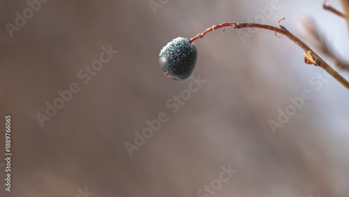 Single dark blue berry covered in frosty ice crystals, clinging to a bare branch against a muted, blurred background, symbolizing resilience and cold outdoor nature during winter