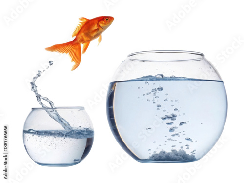 A goldfish leaps from one bowl to another, showcasing the joy of freedom and movement in aquatic life.