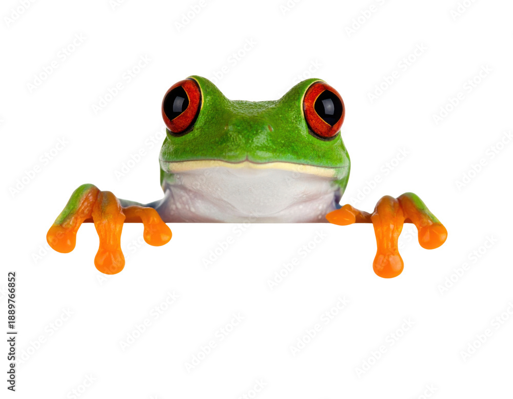 Fototapeta premium Colorful frog with vibrant red eyes perched curiously, showcasing its striking features and playful nature.