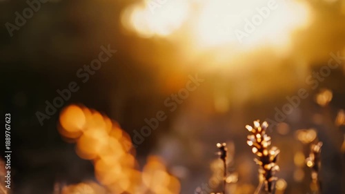 Dry grass stalks catching golden light at sunset, creating a warm, atmospheric outdoor scene with soft bokeh and shallow depth of field, evoking feelings of peace and autumn