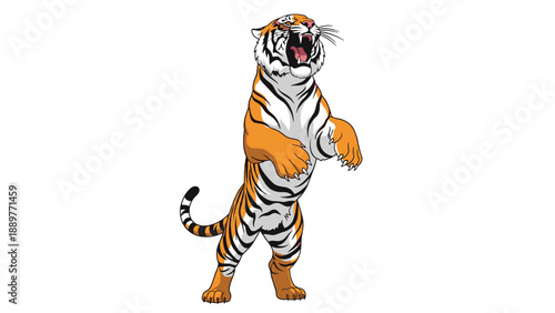 Majestic orange tiger standing on its back legs and roaring loudly with its mouth open wide in a vector illustration on white.