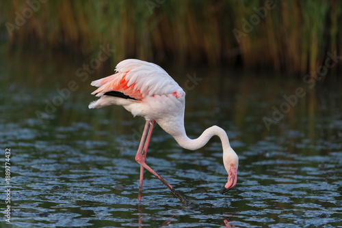Greater flamingo (Phoenicopterus roseus) feeding in the shallow water of a lagoon in the Camargue, France.