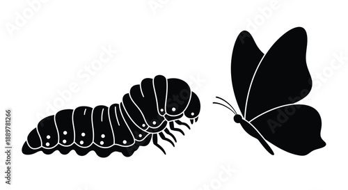 Caterpillar transforming into a butterfly a striking black silhouette