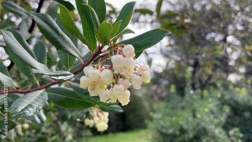 Handheld close up footage of a cluster of white bell shaped flowers on a strawberry tree