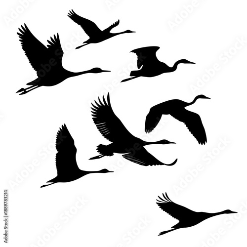 Silhouettes of cranes in flight
