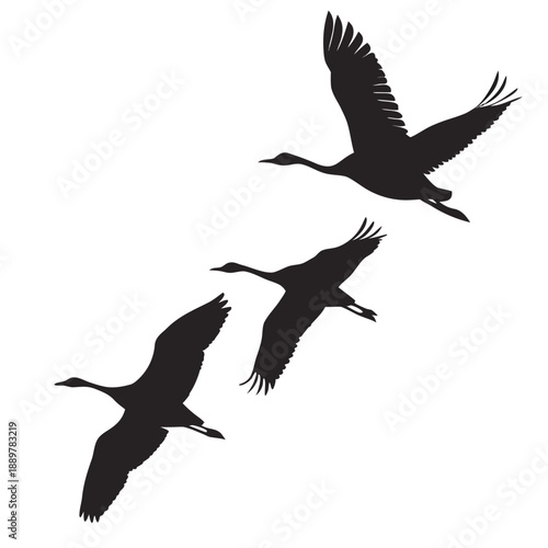 Silhouette of three flying cranes