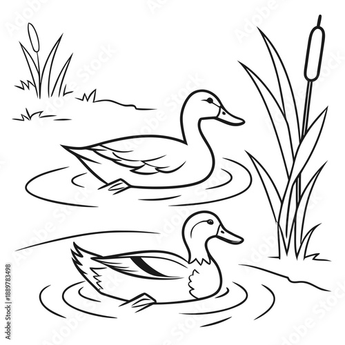 Two ducks floating in a pond