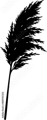 Common reed phragmites silhouette isolated on white background minimalist tall wetland grass with feathery seed head illustration