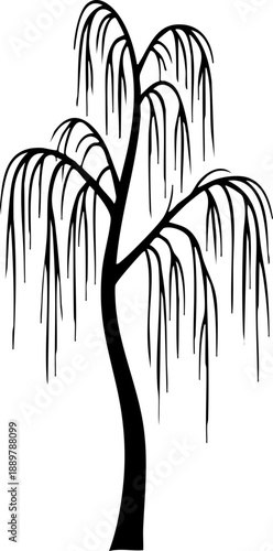 Weeping birch tree silhouette isolated on white background minimalist slender drooping branches botanical nature illustration