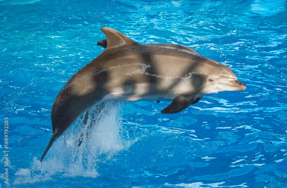 Fototapeta premium Dolphins performing at the dolphinarium in Sochi Adventure Park.
