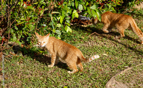 Photography Two cats are walking in a grassy area