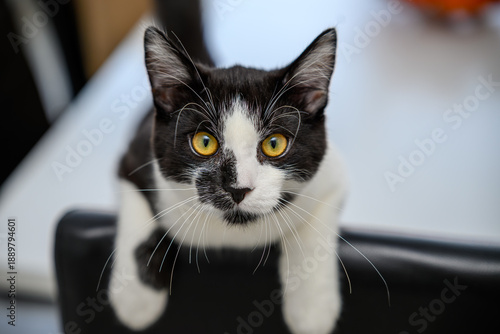 Bilde på lerret Close-up of a black and white cat with striking yellow eyes and prominent whiskers