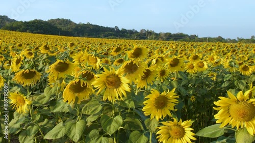 Vibrant Yellow Sunflower Field Blooming Under Clear Blue Summer Sky