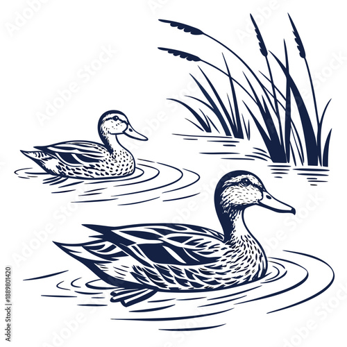 Ducks floating in serene pond