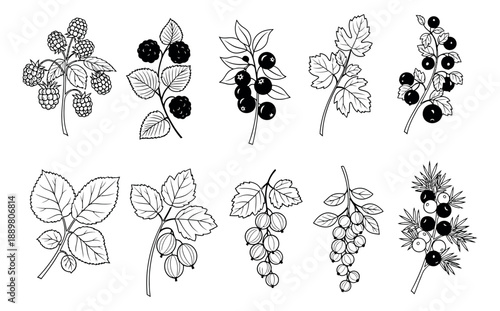 Hand drawn line art berries and leaves set featuring raspberry, blackberry, blueberry, currant, gooseberry, and juniper branches for botanical design