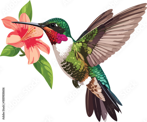 hummingbird and flower