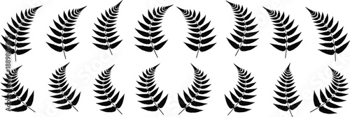 Black fern leaves vector set, isolated on transparent background