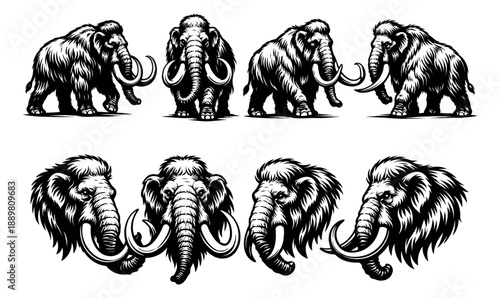 Detailed line art mammoth set featuring full body animals and heads with tusks for prehistoric themes