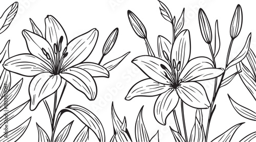 Lily flower vector illustration: floral line art design for coloring pages and graphics eps silhouette