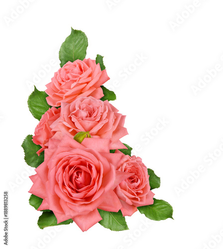 Coral rose flowers in a cor...