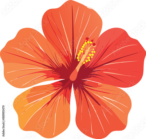 Red and orange colour flower isolated on a white background