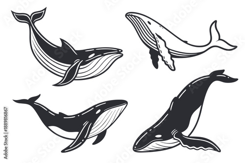 Placeholder image display