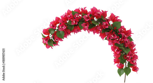 lush bougainvillea branch with crimson red bracts and heart-shaped leaves, perfectly isolated against a transparent studio background, conveying elegant tropical botanical concept