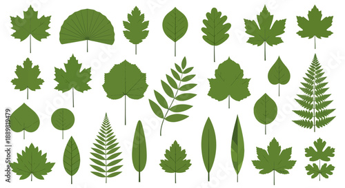 Diverse green leaf variations on a white canvas portraying nature's botanical spectrum