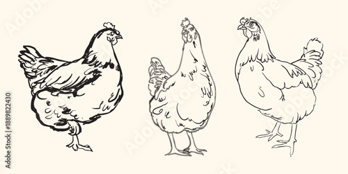 Vintage Chicken Hen Set Illustration