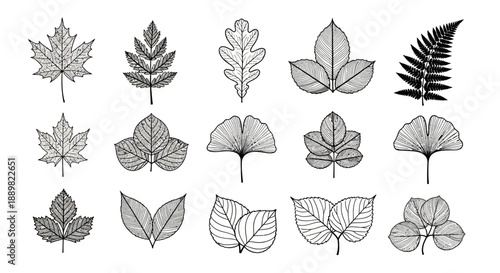 Collection of Hand-Drawn Botanical Leaf Illustrations