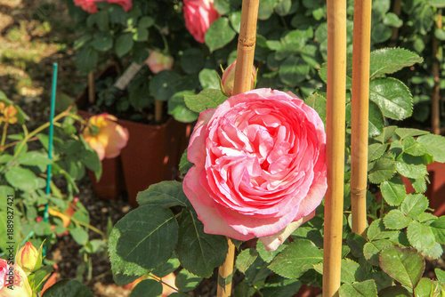 Closeup of a blooming pink rose with green leaves and bamboo stake in a sunny garden. Romantic floral background, spring and summer gardening concept.